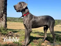 Euro Odessa , a female Great Dane for sale in Dodge, TX – Photo 8 of 10