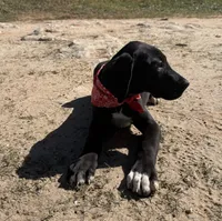 Euro Odessa , a female Great Dane for sale in Dodge, TX – Photo 3 of 10
