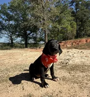 Euro Odessa , a female Great Dane for sale in Dodge, TX – Photo 2 of 10