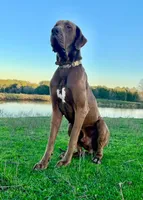 Euro Odessa , a female Great Dane for sale in Dodge, TX – Photo 9 of 10