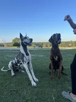 Euro Odessa , a female Great Dane for sale in Dodge, TX – Photo 10 of 10