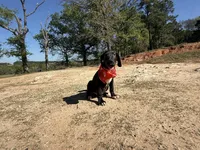 Euro Odessa , a female Great Dane for sale in Dodge, TX – Photo 5 of 10