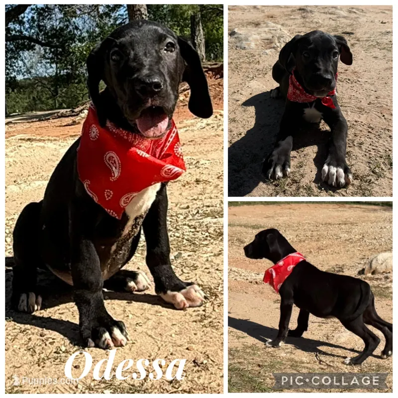 Euro Odessa  – Great Dane puppy for sale in Dodge, TX