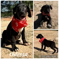 Euro Odessa , a female Great Dane for sale in Dodge, TX – Photo 4 of 10