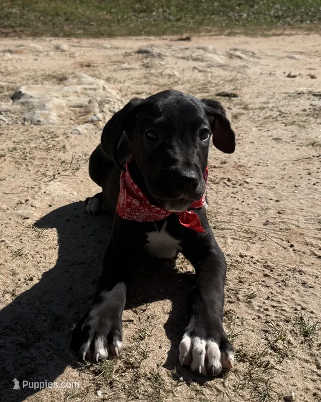 Euro Odessa  – Great Dane puppy for sale in Dodge, TX