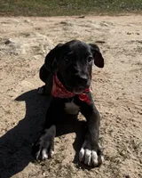 Euro Odessa , a female Great Dane for sale in Dodge, TX – Photo 1 of 10