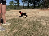 Euro Odessa , a female Great Dane for sale in Dodge, TX – Photo 6 of 10