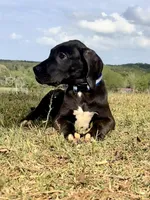 BIG Euro Austin, a male Great Dane for sale in Dodge, TX – 3 of 9