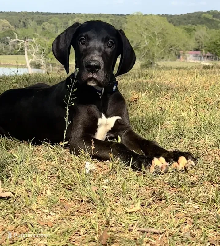 BIG Euro Austin – Great Dane puppy for sale in Dodge, TX