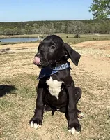 BIG Euro Austin, a male Great Dane for sale in Dodge, TX – Photo 2 of 10