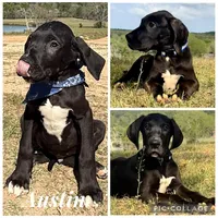 BIG Euro Austin, a male Great Dane for sale in Dodge, TX – 5 of 9
