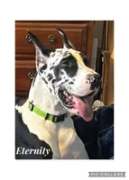 BIG Euro Austin, a male Great Dane for sale in Dodge, TX – Photo 6 of 10