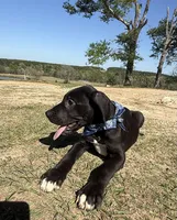 BIG Euro Austin, a male Great Dane for sale in Dodge, TX – Photo 4 of 10