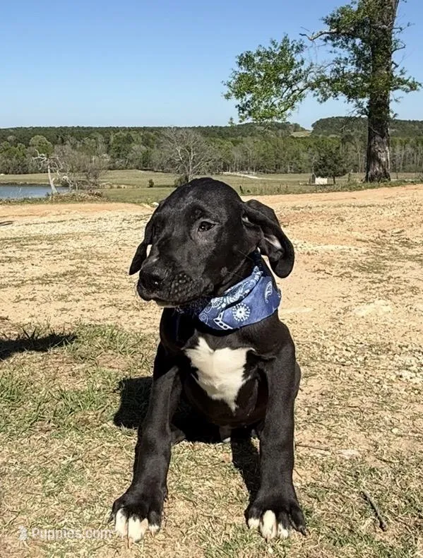 BIG Euro Austin – Great Dane puppy for sale in Dodge, TX