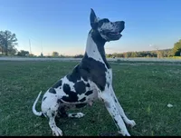 BIG Euro Austin, a male Great Dane for sale in Dodge, TX – Photo 8 of 10