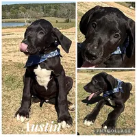 BIG Euro Austin, a male Great Dane for sale in Dodge, TX – Photo 5 of 10