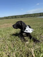 Euro Leona , a female Great Dane for sale in Dodge, TX – Photo 4 of 10