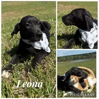 Euro Leona , a female Great Dane for sale in Dodge, TX – Photo 2 of 10