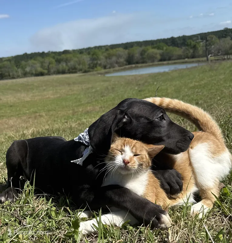 Euro Leona  – Great Dane puppy for sale in Dodge, TX