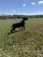 Euro Leona , a female Great Dane for sale in Dodge, TX – Photo 6 of 10