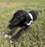 Euro Leona , a female Great Dane for sale in Dodge, TX – Photo 3 of 10