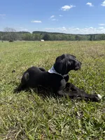 Euro Leona , a female Great Dane for sale in Dodge, TX – Photo 5 of 10