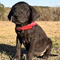 Euro Louisiana, a female Great Dane for sale in Dodge, TX – Photo 4 of 8