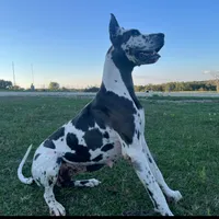 Euro Louisiana, a female Great Dane for sale in Dodge, TX – Photo 7 of 8