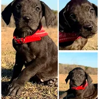 Euro Louisiana, a female Great Dane for sale in Dodge, TX – Photo 5 of 8