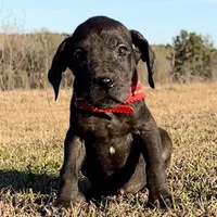 Euro Louisiana, a female Great Dane for sale in Dodge, TX – Photo 3 of 8
