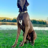 Euro Louisiana, a female Great Dane for sale in Dodge, TX – Photo 6 of 8