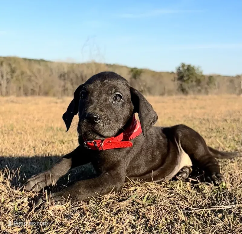 Euro Louisiana – Great Dane puppy for sale in Dodge, TX