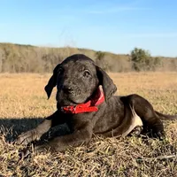 Euro Louisiana, a female Great Dane for sale in Dodge, TX – Photo 1 of 8