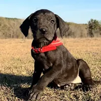 Euro Louisiana, a female Great Dane for sale in Dodge, TX – Photo 2 of 8