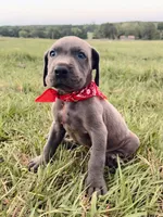 Sampson, a male Great Dane for sale in Dodge, TX – 3 of 9
