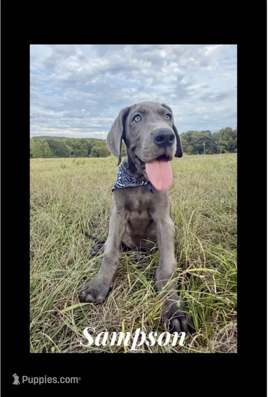 Sampson – Great Dane puppy for sale in Dodge, TX