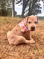 Euro Renata , a female Great Dane for sale in Dodge, TX – 4 of 9