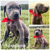 Sampson, a male Great Dane for sale in Dodge, TX – 4 of 9