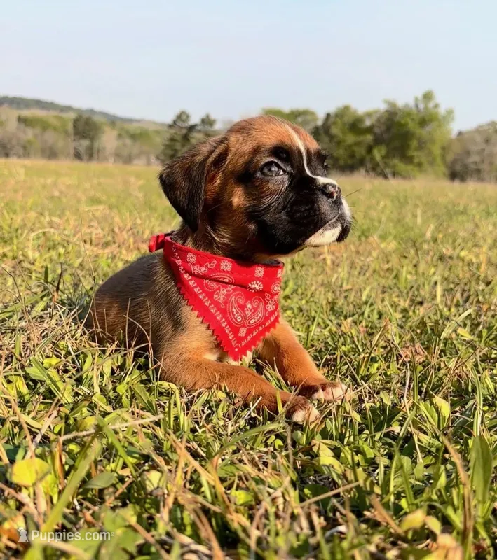 Calamity  – Boxer puppy for sale in Dodge, TX