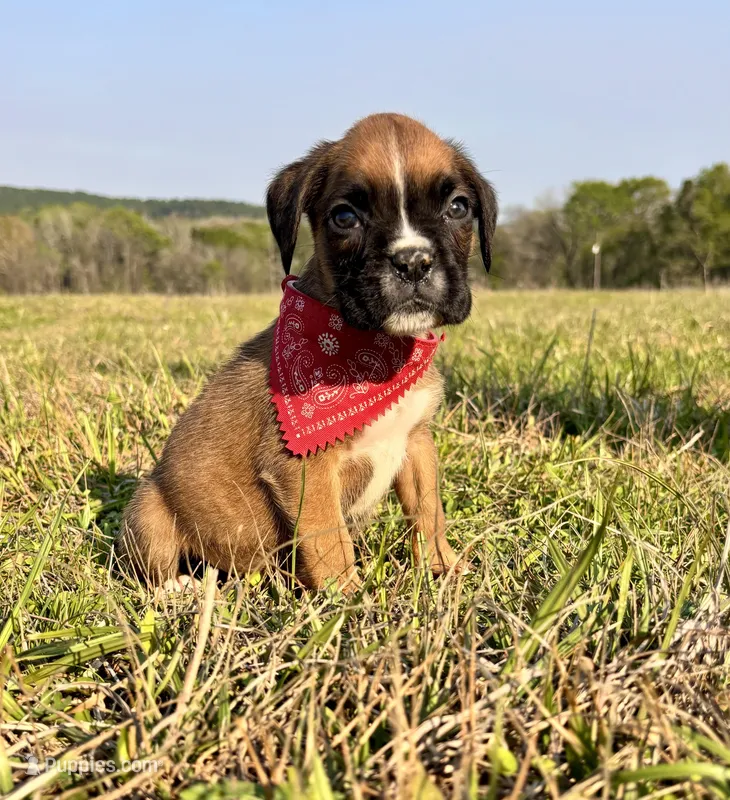 Euro Calamity  – Boxer puppy for sale in Dodge, TX