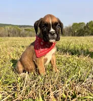 Euro Calamity , a female Boxer for sale in Dodge, TX – Photo 6 of 7