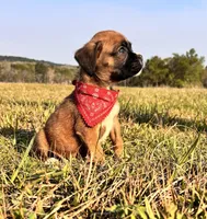 Euro Calamity , a female Boxer for sale in Dodge, TX – Photo 5 of 7