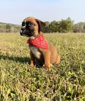 Euro Calamity , a female Boxer for sale in Dodge, TX – Photo 3 of 7
