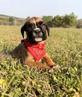 Euro Calamity , a female Boxer for sale in Dodge, TX – Photo 2 of 7