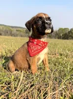Euro Calamity , a female Boxer for sale in Dodge, TX – Photo 4 of 7