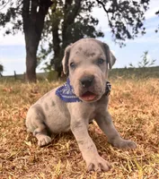 Euro Ridley , a male Great Dane for sale in Dodge, TX – 7 of 10