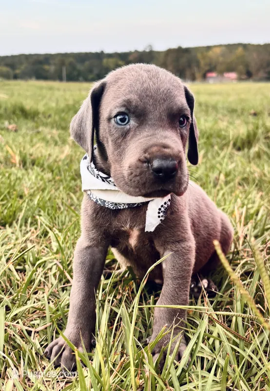 Sterling  – Great Dane puppy for sale in Dodge, TX