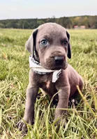 Sterling , a male Great Dane for sale in Dodge, TX – 1 of 10