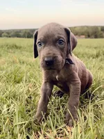 Sterling , a male Great Dane for sale in Dodge, TX – 2 of 10