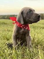 Sampson, a male Great Dane for sale in Dodge, TX – 2 of 9
